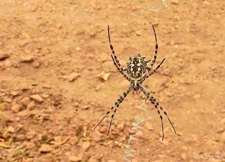 argiope lobata