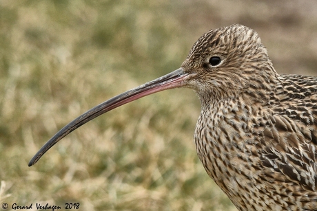 Wulp in close-up