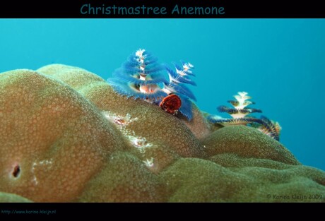 Christmastree anemone
