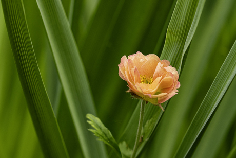Bloem in groen