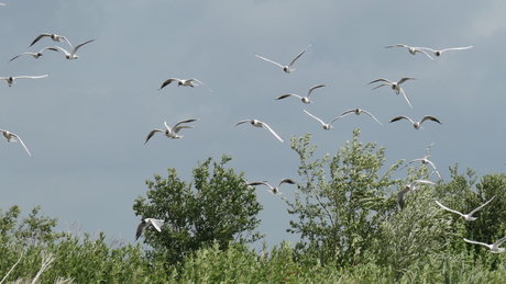 Marker Wadden