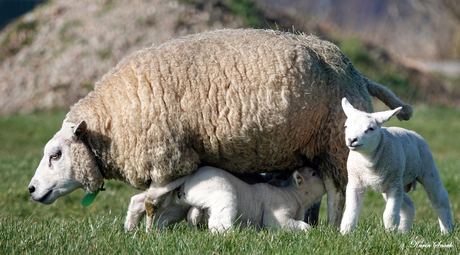 "Moeders heeft het maar druk..."