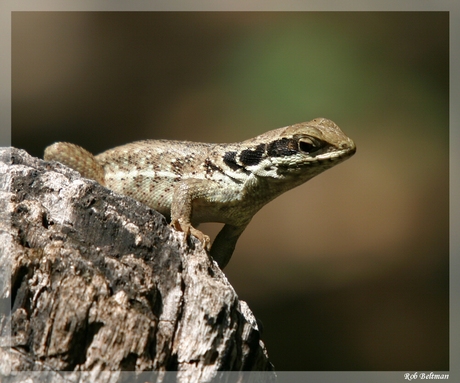 Cubaans reptiel