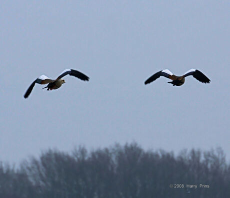 opvliegende Nijlgansen