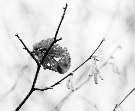 Oud en Nieuw highkey z/w.