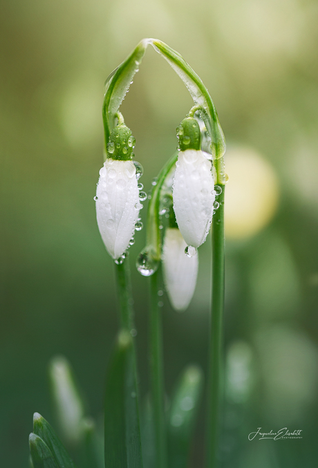 Snowdrops are the promise of coming spring.