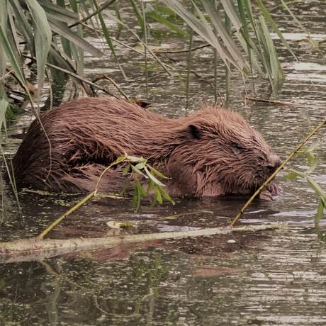 Bever aan het diner