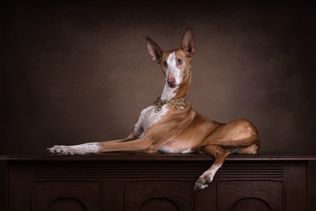 Podenco Queen