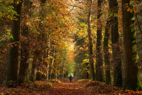 Herfstwandeling