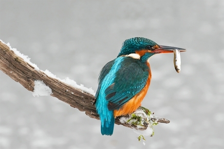 ijsvogel in de sneeuw