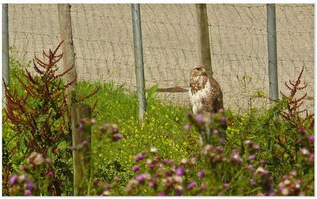 BUIZERD