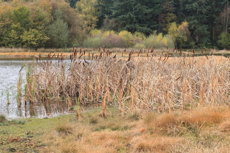 Herfst