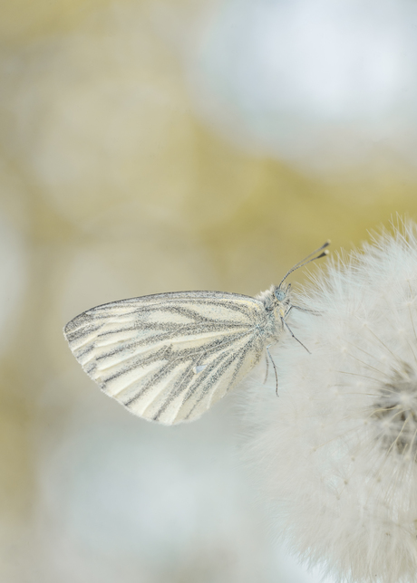 Witje op Witte Paardenbloem