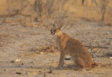 Caracal