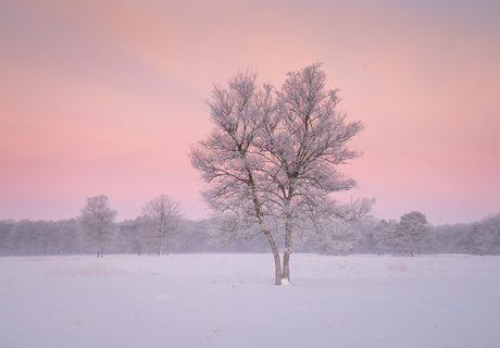 Koude winterochtend