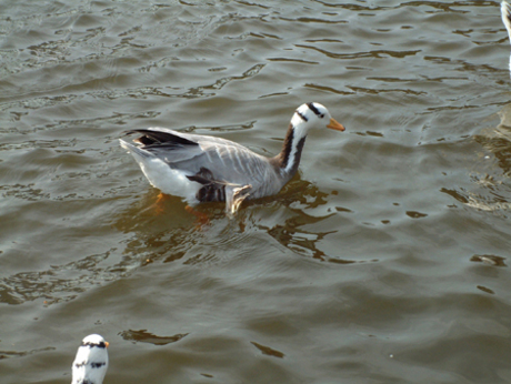 Indische Gans