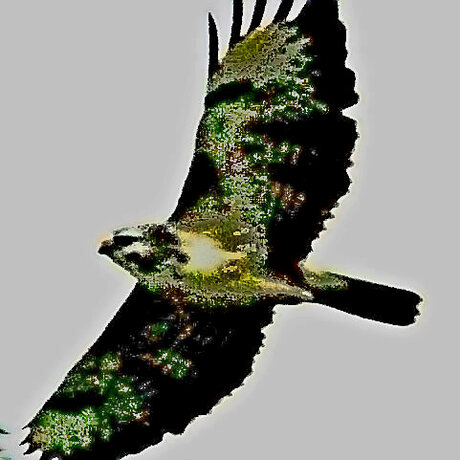 buizerd 2