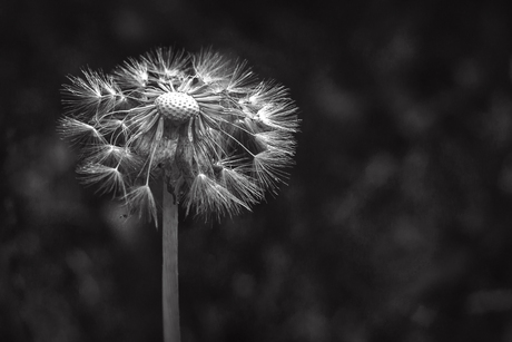 Paardenbloem