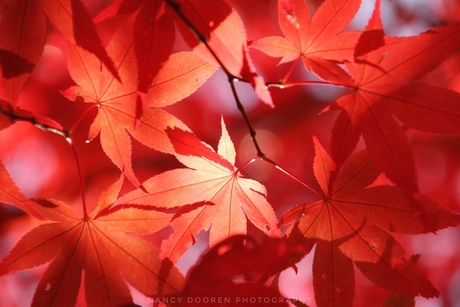 Herfstkleuren in Twente