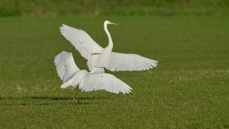 Grote zilverreiger