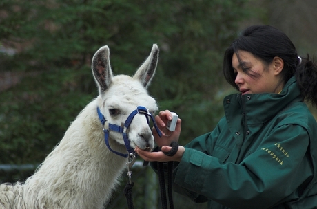 Wandelen met lama