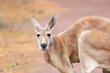 Rode Reuzen Kangoeroe