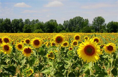 Zon in Frankrijk