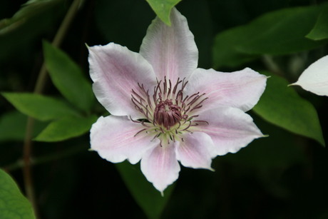 Clematis "Nelly Moser"