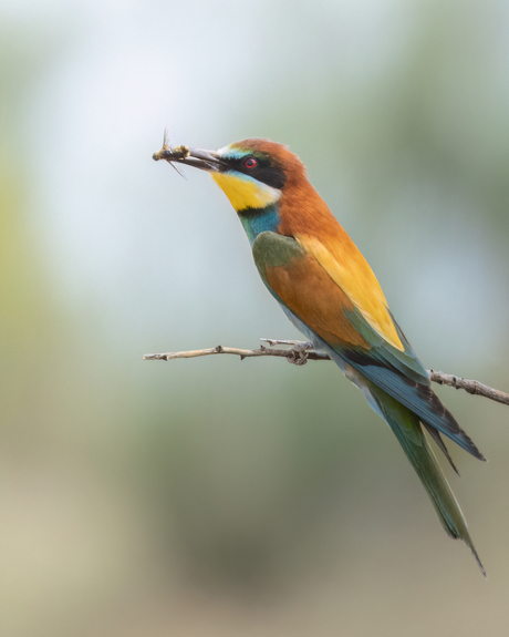 Bee-eater being a bee-eater