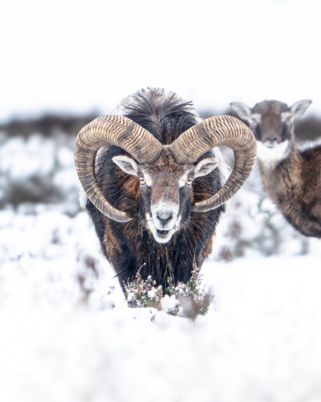 moeflons in de sneeuw