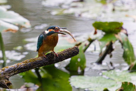 Visje in positie brengen .