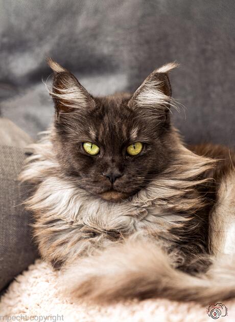Zelda ChaGIDAbuba maine coon diva