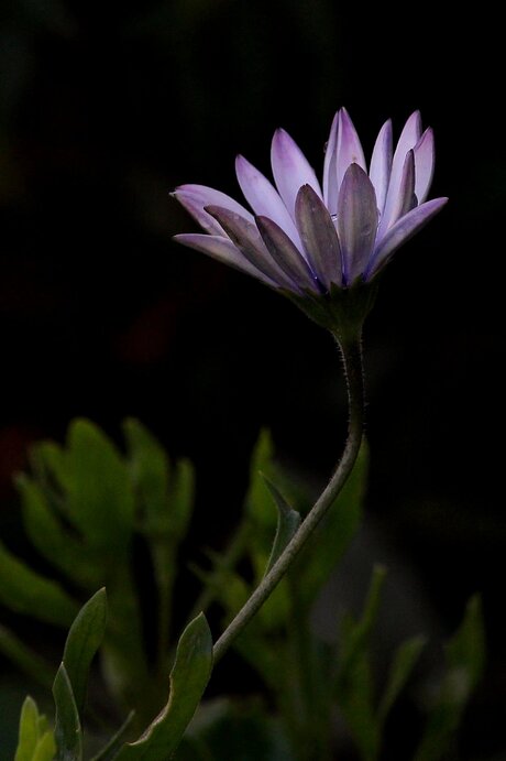 Fleur en décembre.