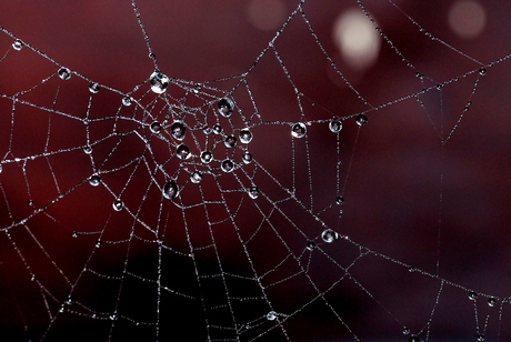 Parels in een spinneweb