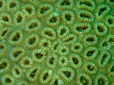 Coral 
