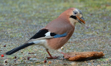 mijn brood