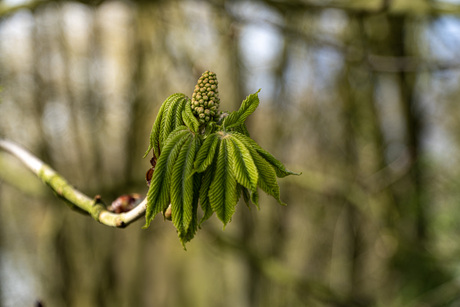 Start van het groeiseizoen, van o,a een Paardenkastanje