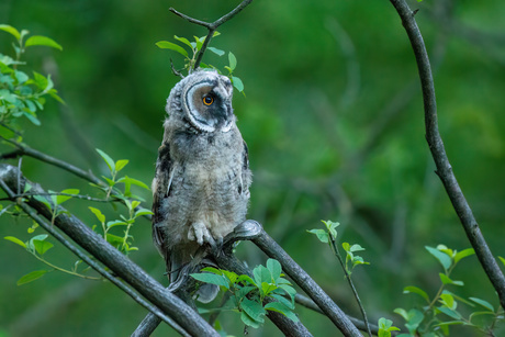 Juveniele Ransuil