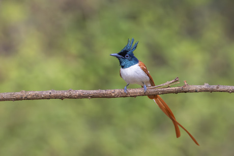 Manntje van de Indische Paradijsmonarch
