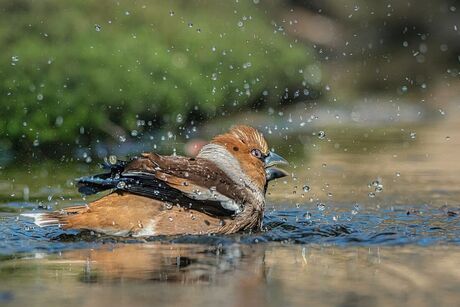 Vink