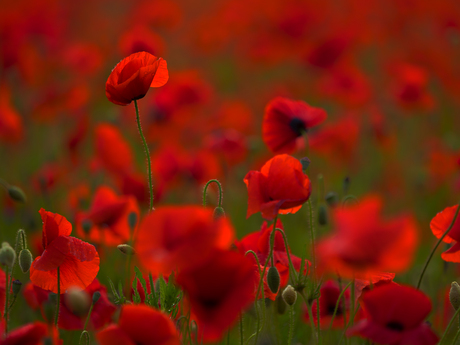 Poppy als kunst...01