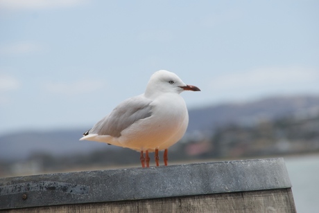 Meeuw stevig op 4 pootjes