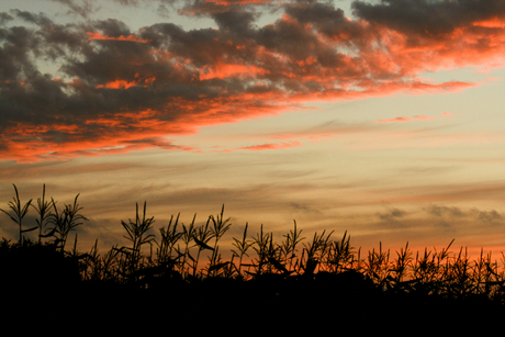 Wolken boven maisveld bij zonsondergang