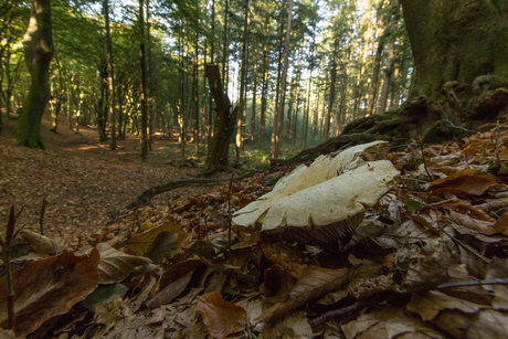 Gardense duinen...