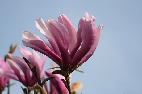 Magnolia