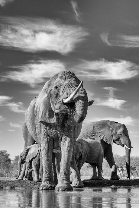 Olifanten komen drinken aan de waterpoel