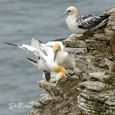 Bempton cliffs VK 2025