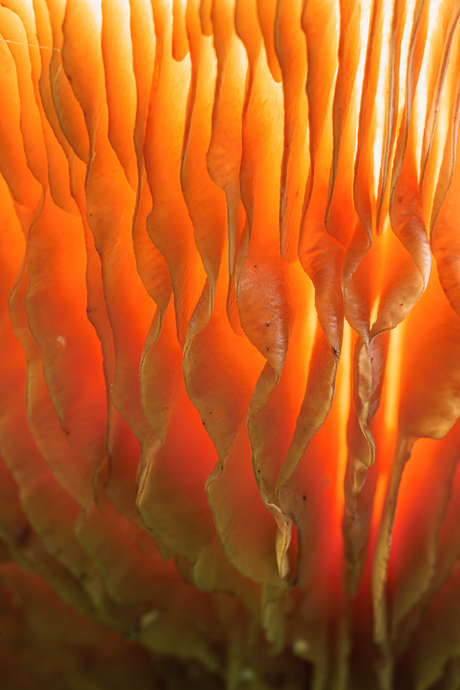 Close-up van een paddenstoel van onderaf