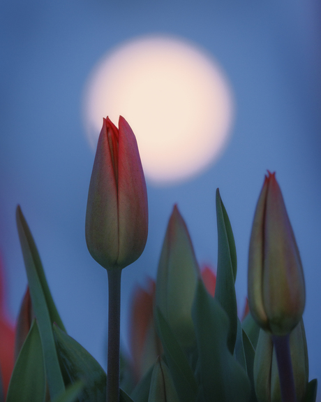 Tulp bij volle maan