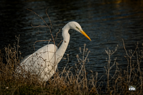 Witte reiger